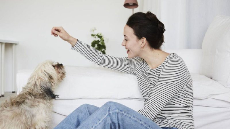 Estas son las palabras, que según la ciencia, entienden perfectamente los perros 67 Merca2 Las 10 palabras que los perros entienden primero