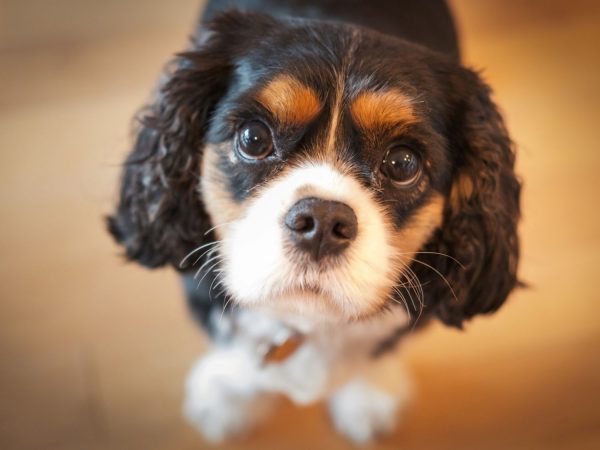 Estas son las palabras que segun la ciencia entienden perfectamente los perros 2 Merca2