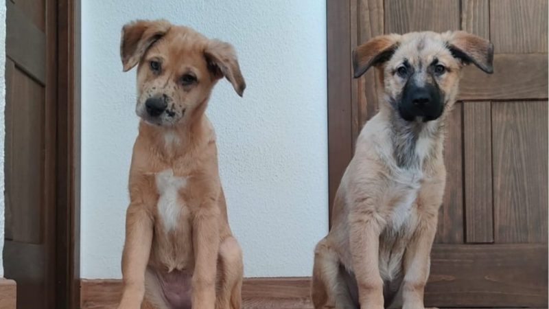 Estas son las palabras que segun la ciencia entienden perfectamente los perros 3 Merca2