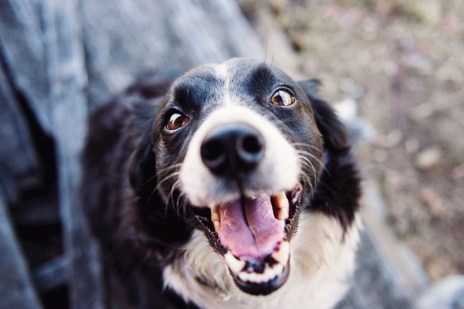 Estas son las palabras que segun la ciencia entienden perfectamente los perros 4 Merca2