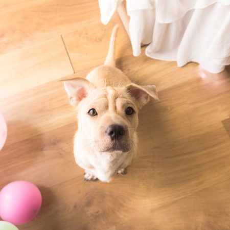 Estas son las palabras, que según la ciencia, entienden perfectamente los perros 59 Merca2 Los perros tienen un lenguaje