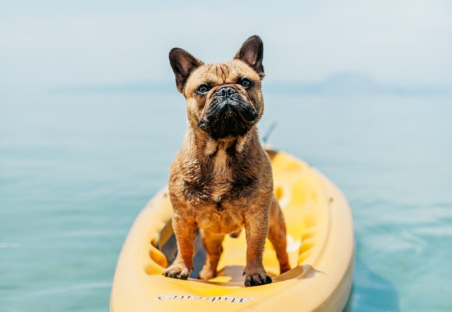 Estas son las palabras que segun la ciencia entienden perfectamente los perros 6 Merca2