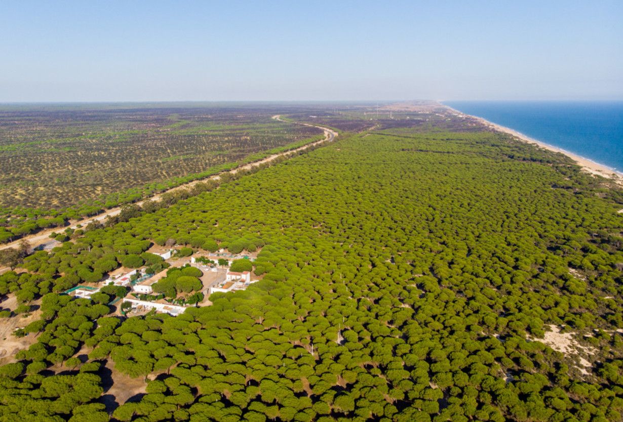 Espejos del cielo: la magia reflejada en las aguas del Parque Nacional de Doñana en Andalucía 4 Merca2.es UN FUTURO PROMETEDOR PARA DOÑANA