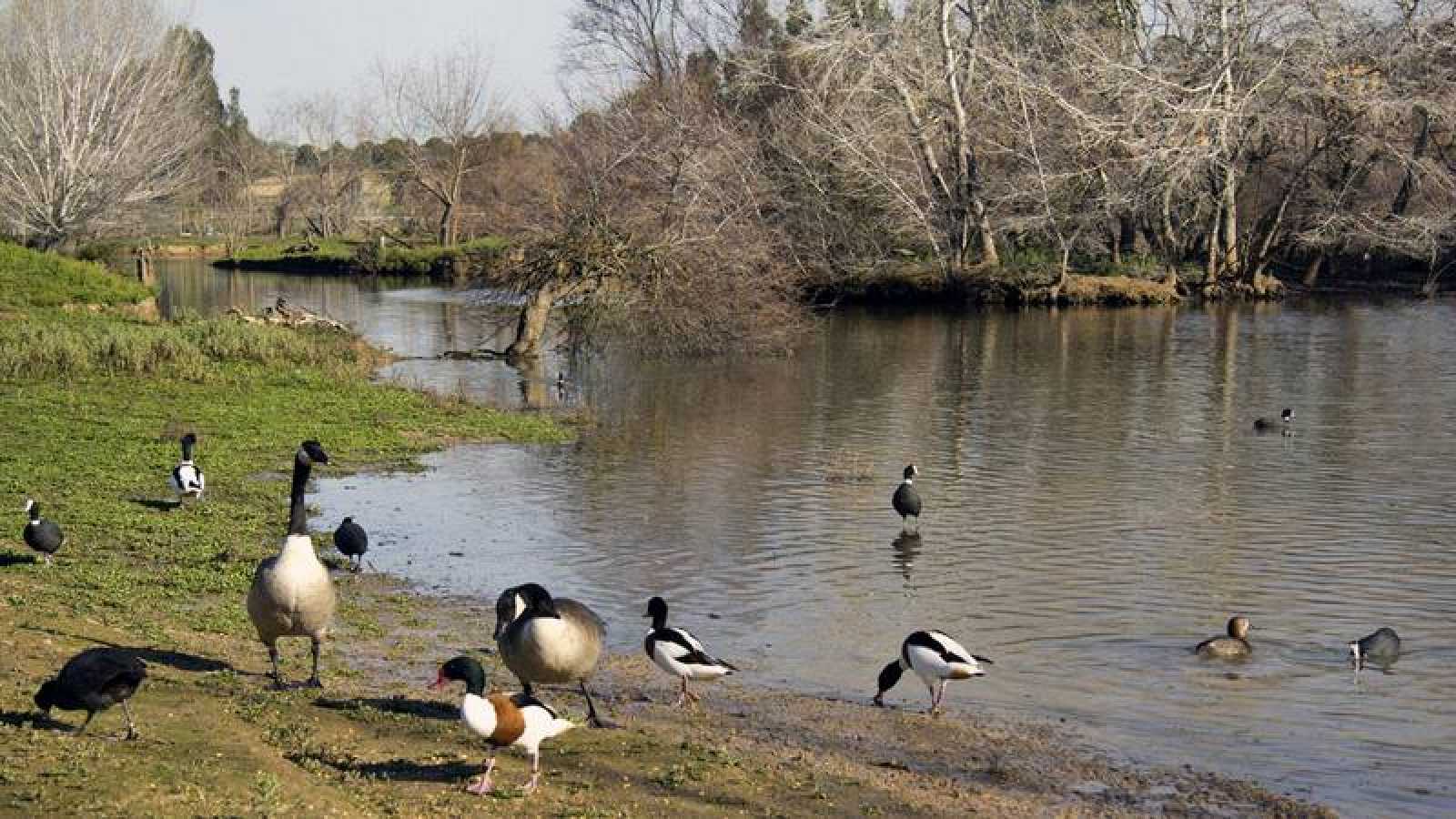 Espejos del cielo: la magia reflejada en las aguas del Parque Nacional de Doñana en Andalucía 1 Merca2.es ESPEJOS DEL CIELO: LAS LAGUNAS DE DOÑANA