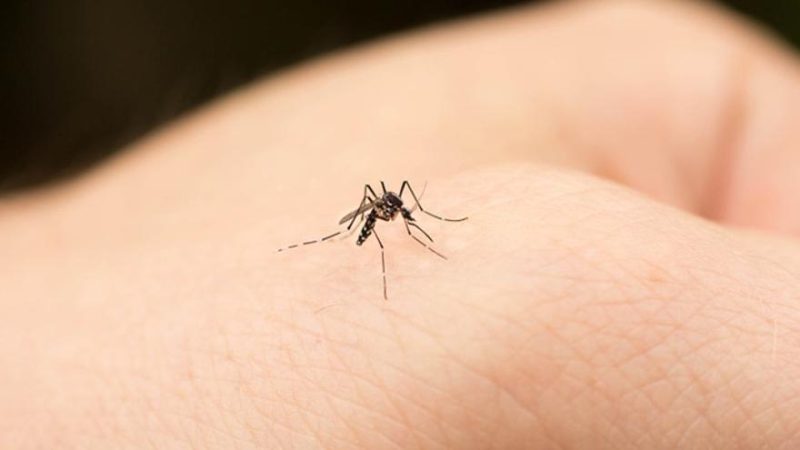 Te vas a sorprender cuando descubras los distintos usos que le puedes dar a un bote de polvos de talco 17 Merca2 Polvos de talco contra las picaduras de mosquitos