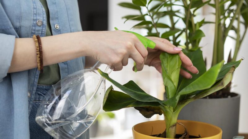 planta Merca2