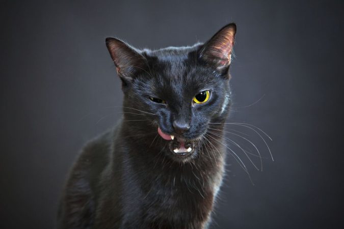¿Qué culpa tienen los gatos negros o los paraguas?