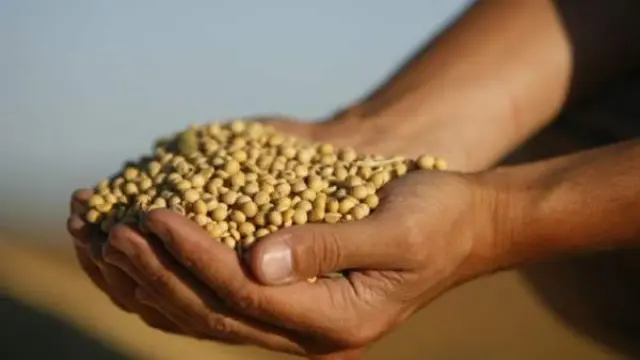 soja