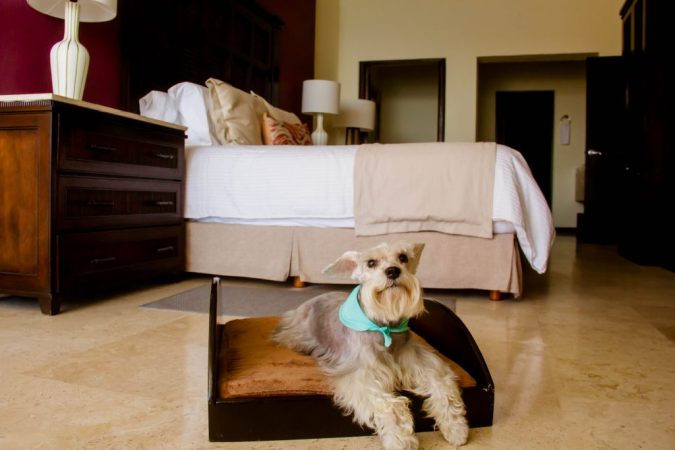 Estos son los paradores en los que tu perro es bienvenido 1 Merca2
