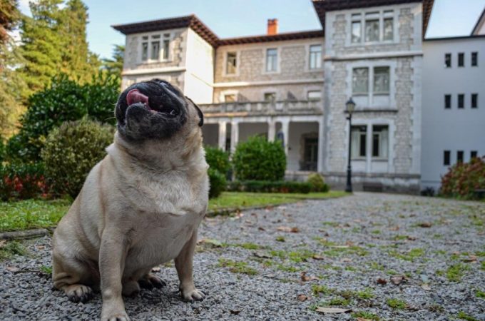 Estos son los paradores en los que tu perro es bienvenido 3 Merca2.es