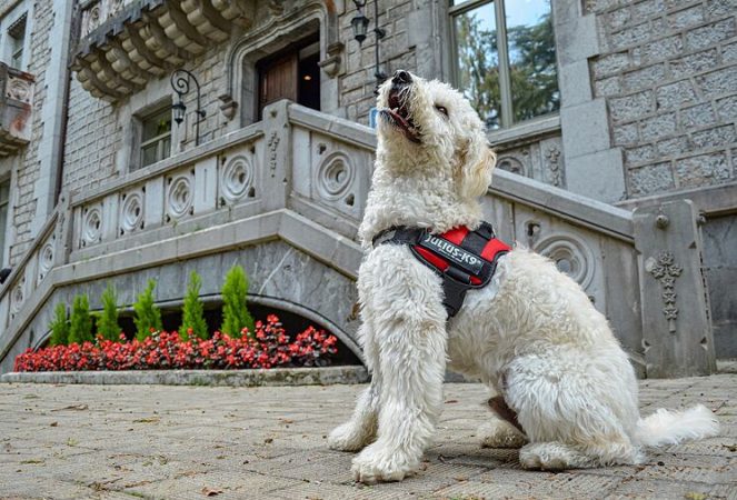 Estos son los paradores en los que tu perro es bienvenido 4 Merca2.es