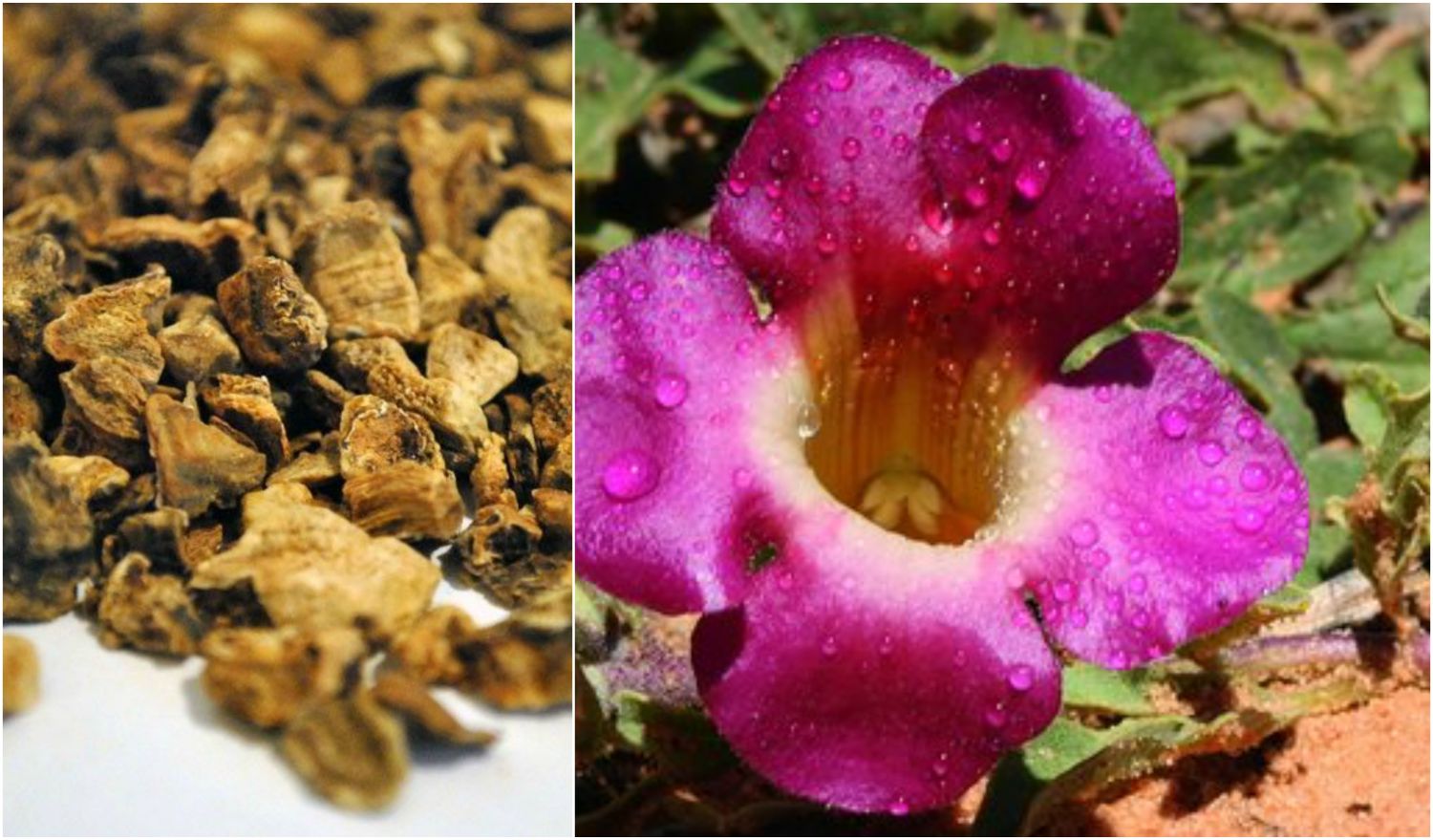 3 analgésicos naturales potentes para aliviar el lumbago de forma efectiva 2 Merca2.es HARPAGOFITO: UNA RAÍZ CONTRA EL DOLOR