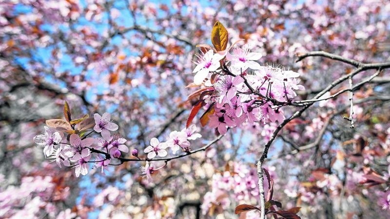 almendros Merca2