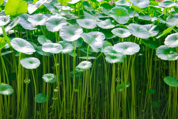 centella Merca2