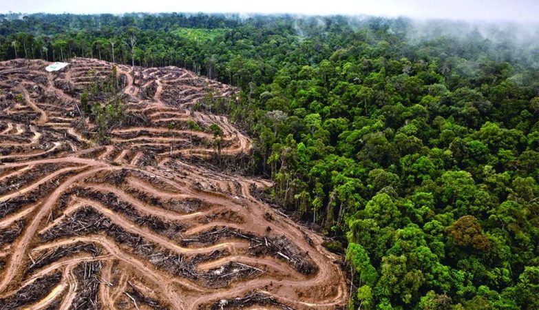 deforestacion Merca2
