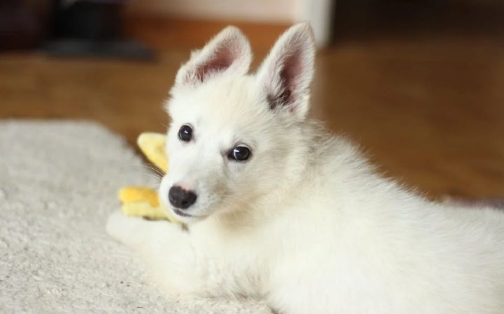 Cortar el pelo en razas braquicéfalas