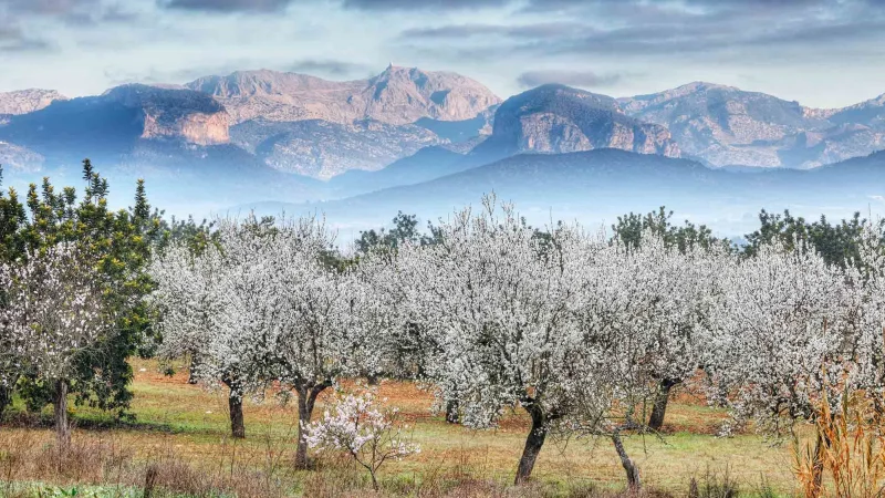 tramuntana Merca2