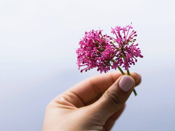 valeriana Merca2
