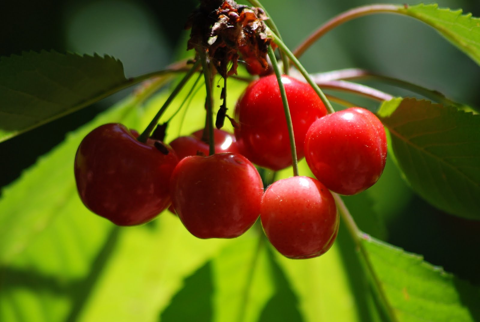 El consumo de esta fruta te ayudará a regular el ácido úrico y evitar ataques de gota 3 Merca2.es CUANDO ACUDIR AL MÉDICO