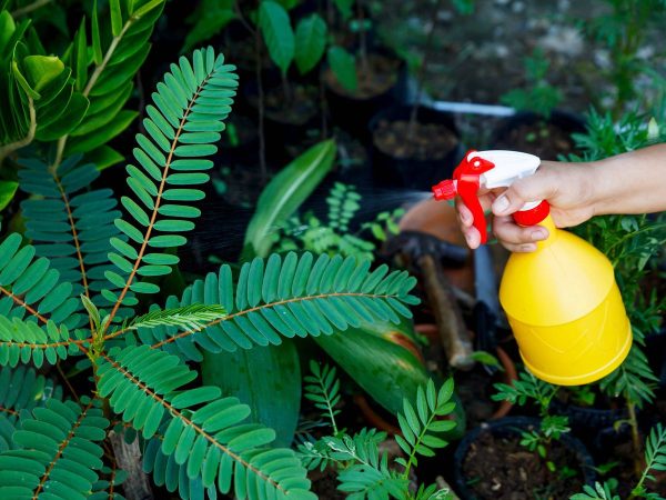 Mantén a raya a los insectos de tus plantas de forma natural con un insecticida casero