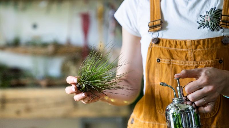 Consejos para utilizar vinagre de sidra de manzana y canela juntos: