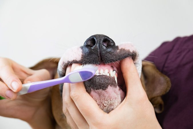 Necesitas información sobre cómo mantener los dientes de tu perro
