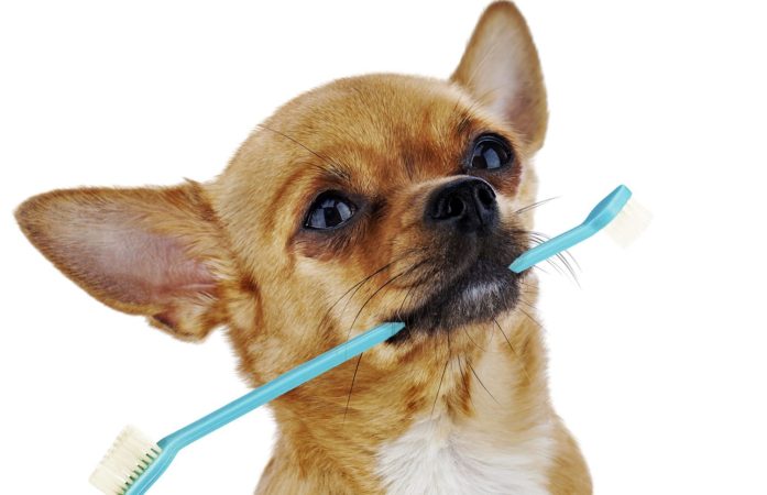 Consejos para mantener los dientes de tu perro limpios y saludables 3 Merca2