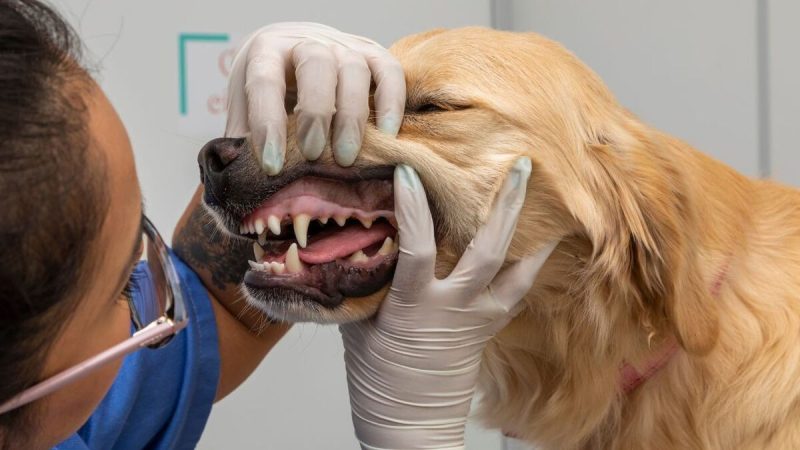 Al perro también le sale calcificación o placa
