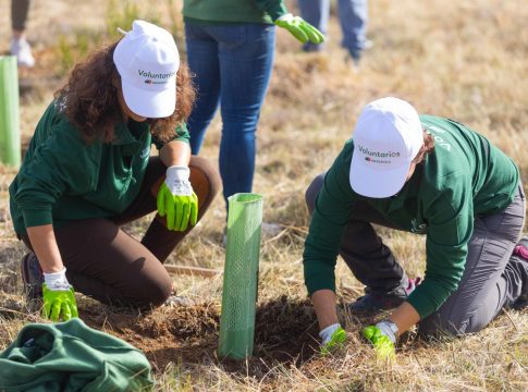 Iberdrola ha plantado más de tres millones de árboles desde 2020 en todo el mundo y prevé alcanzar los 20 millones