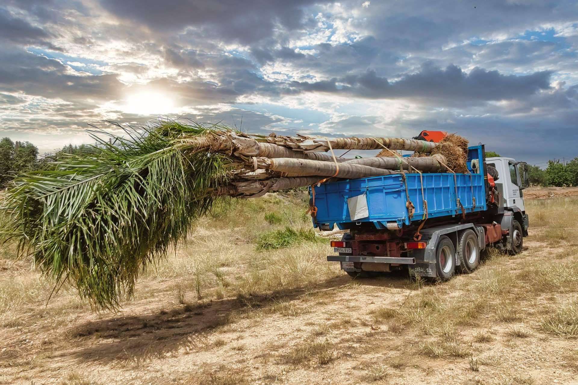 Tropicalia Garden, el socio mayorista de palmeras y plantas ornamentales