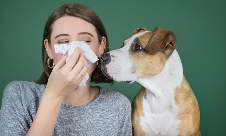 Alergias más comunes en España, la primera de ellas son las alergias al pelo de animales