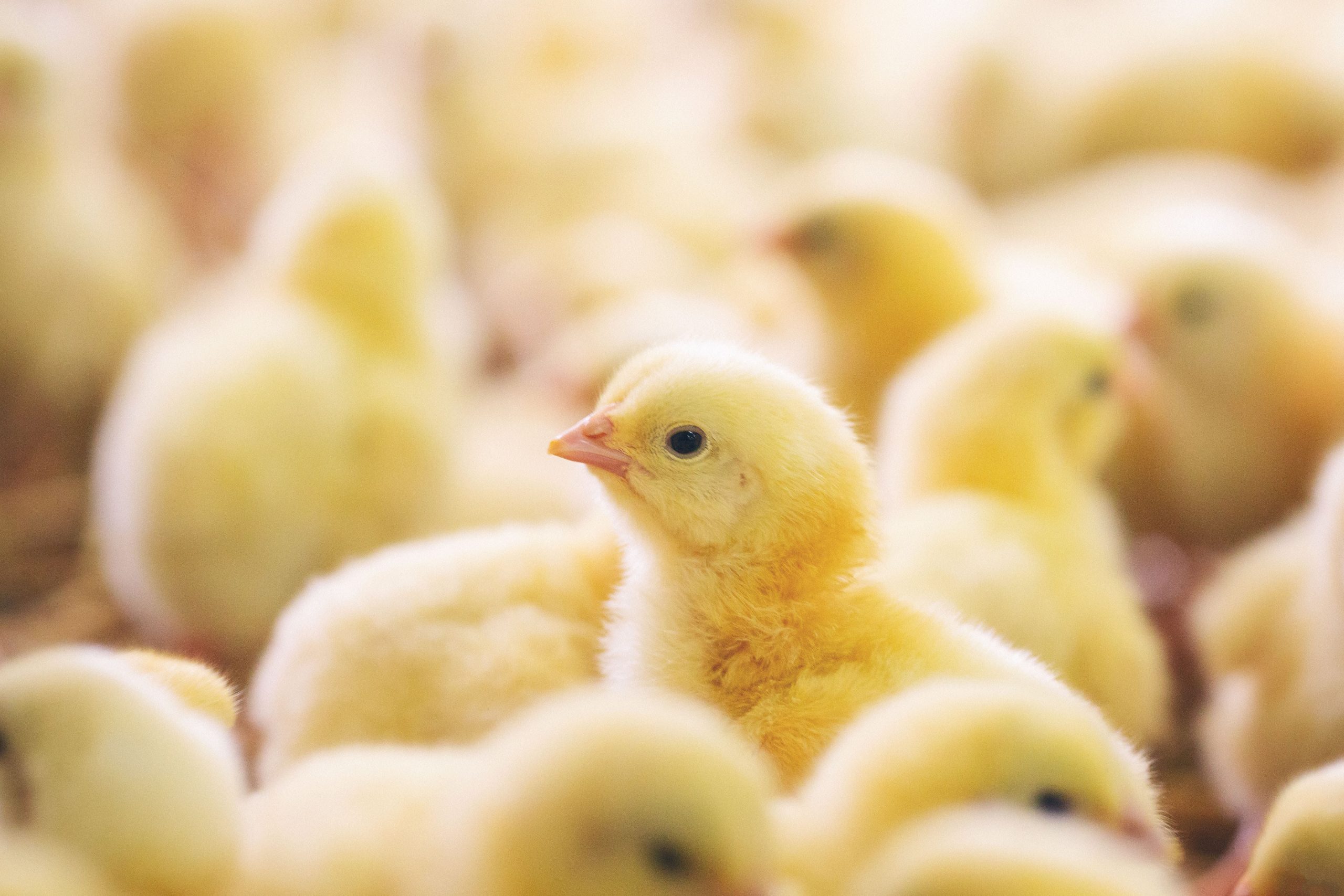 Veganuary celebra la ‘Semana sin Pollo’ para promover las alternativas vegetales a la carne y los huevos