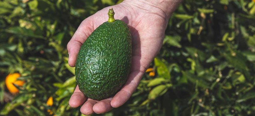 Prevención de enfermedades cardiovasculares