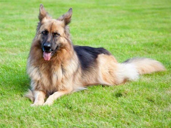 Este es el peculiar habito que cada vez hace mas gente al morir con sus mascotas 8 Merca2.es