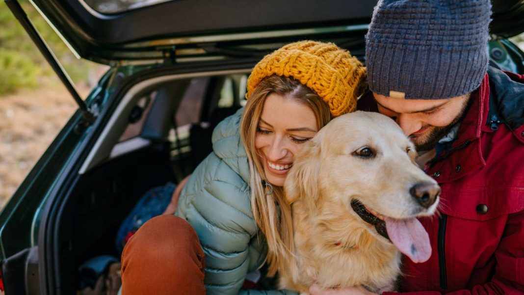 viajar con perros