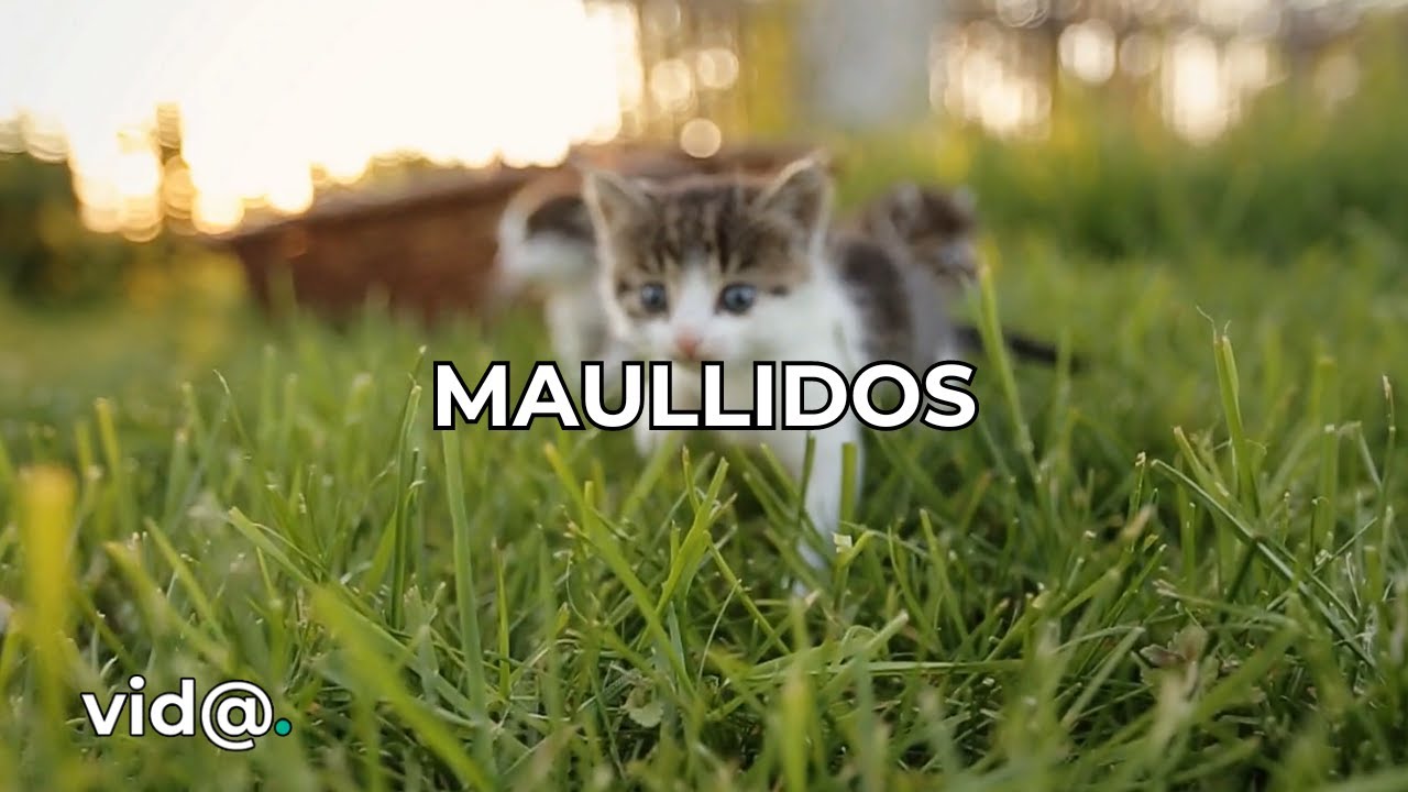 ¿Qué significan los maullidos de los gatos?