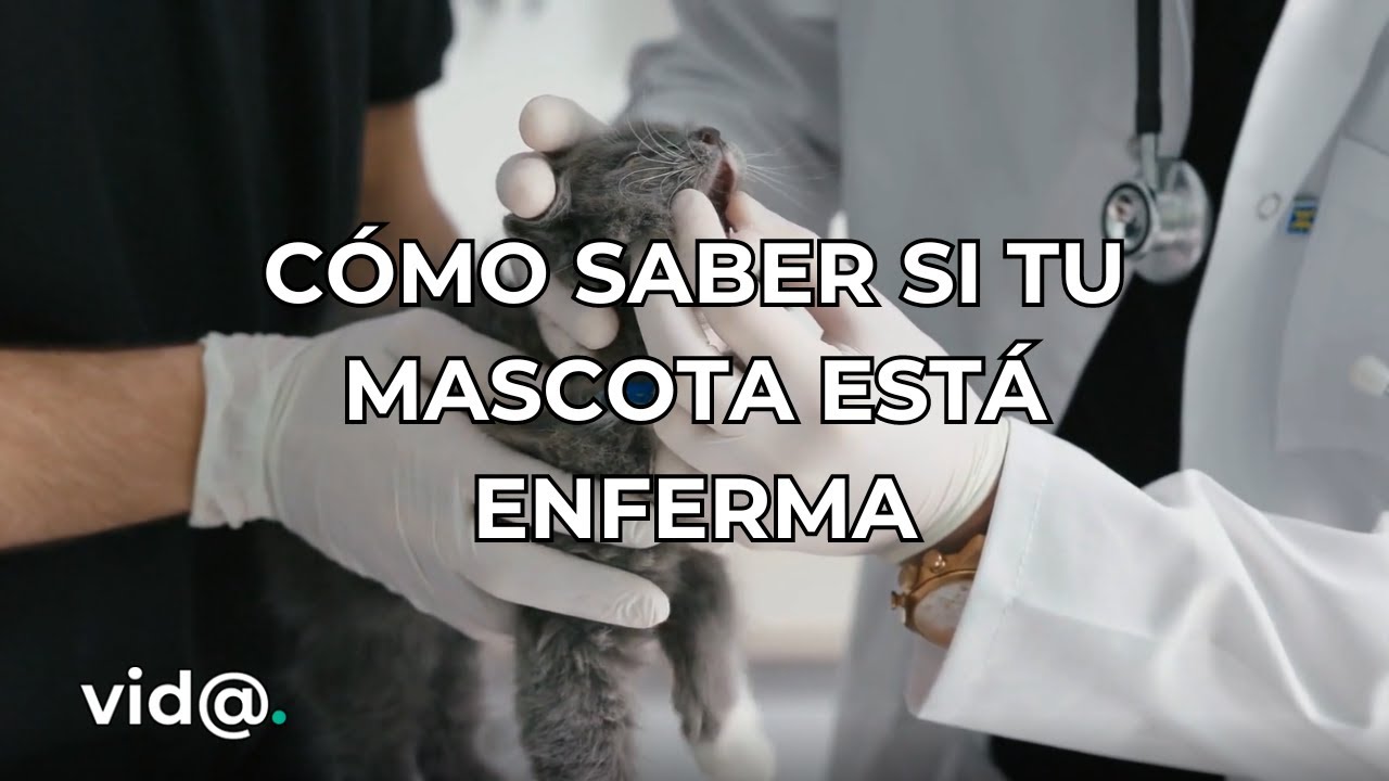 ¿Cómo saber si tu mascota está enferma?