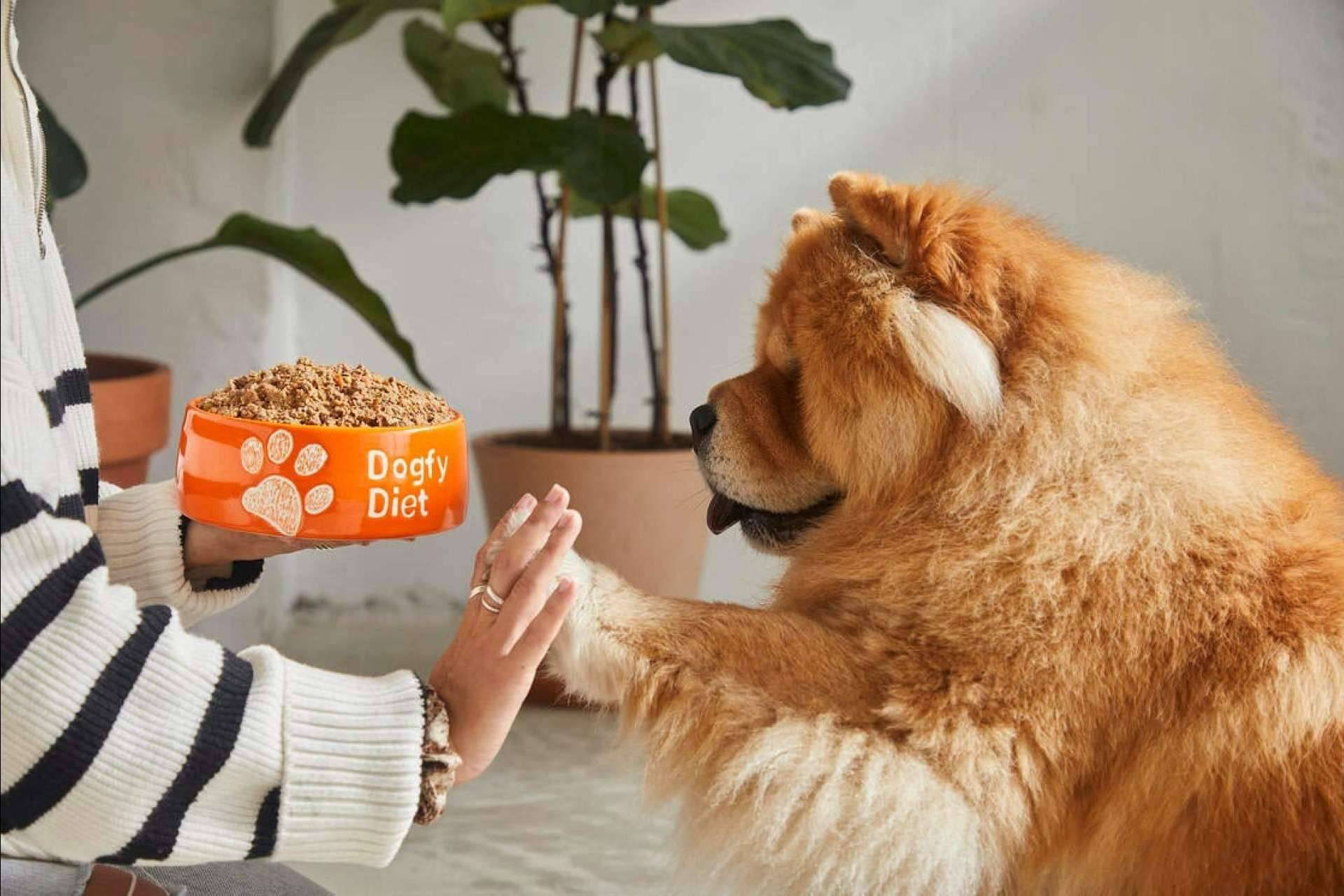 Todos los detalles sobre la comida natural de la firma Dogfy Diet