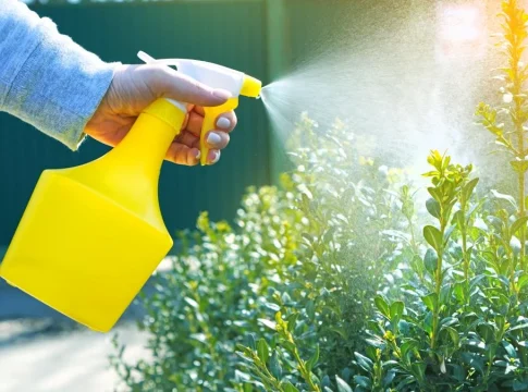 insecticida-casero Como preparar un insecticida casero con elementos que tienes en tu casa