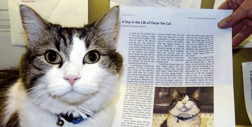 oscar gato 1 Merca2.es