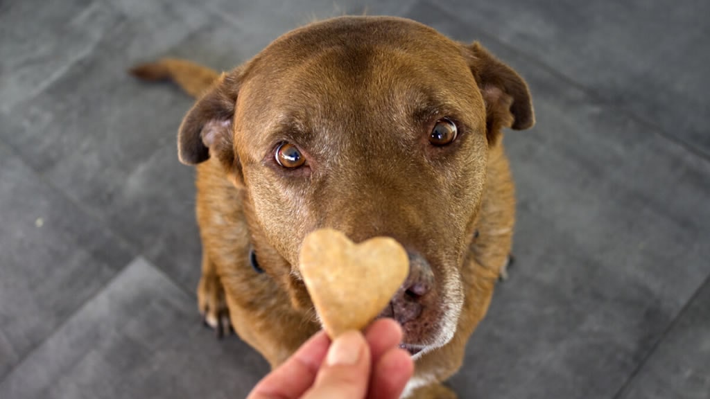 Si no le gusta el pienso, toma nota de las mejores comidas caseras para perros