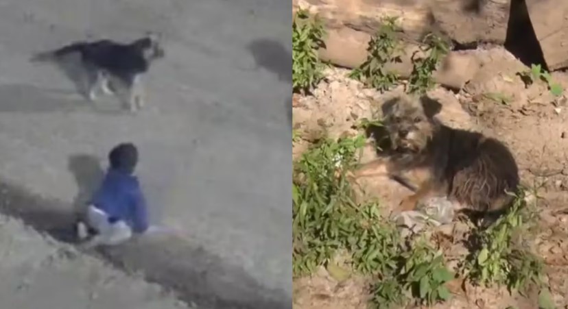 Insólito: un bebé se escapa de su casa de madrugada y es custodiado por su perro hasta que aparece la policía 1 Merca2.es Un bebé se escapó de su casa a la madrugada y fue custodiado por su perro hasta que lo encontró la policía