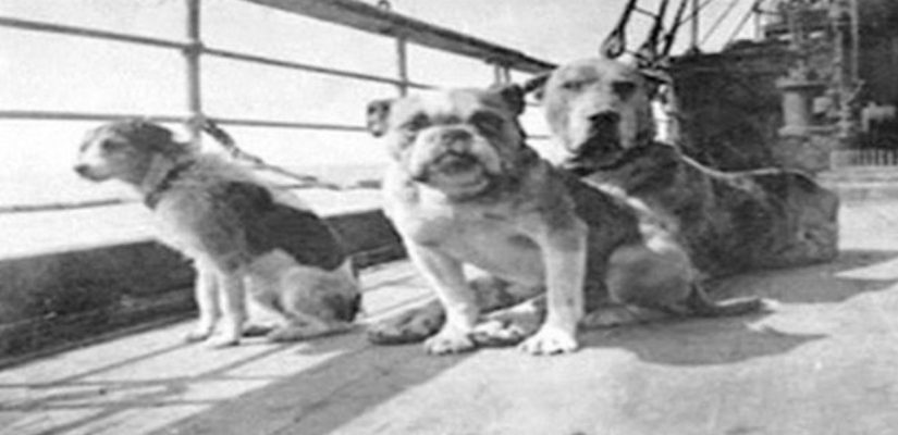 perros titanic Merca2.es