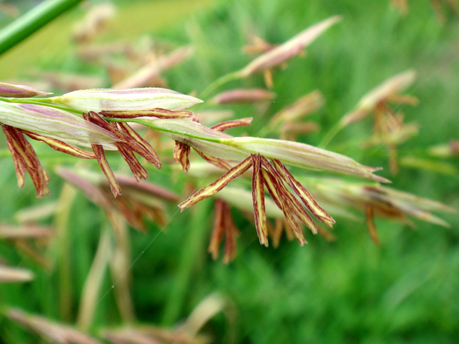 No es arroz, pero casi: todo sobre el superalimento con menos calorías 2 Merca2.es BENEFICIOS PARA LA SALUD