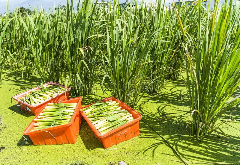 No es arroz, pero casi: todo sobre el superalimento con menos calorías 1 Merca2.es SUPERALIMENTO: CARACTERÍSTICAS NUTRICIONALES