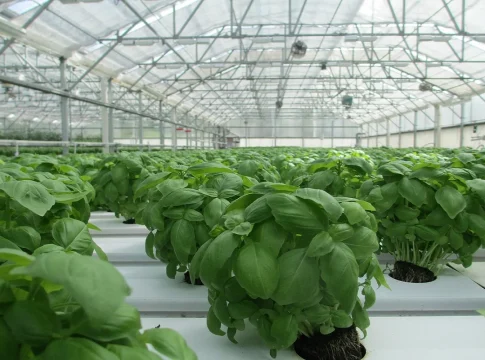 Invernadero Cómo elegir el mejor plástico para proteger tu invernadero