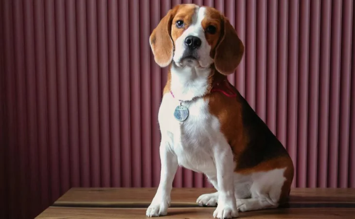 Aliviar el dolor de tu perro es posible: solo tienes que seguir estos consejos 88 Merca2.es La increíble historia de la mujer que llevó a sacrificar a su perro y un año después...