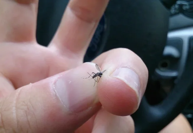 Plaga de mosquito tigre: trucos para evitar su dolorosa picadura 21 Merca2.es MOSQ Merca2.es