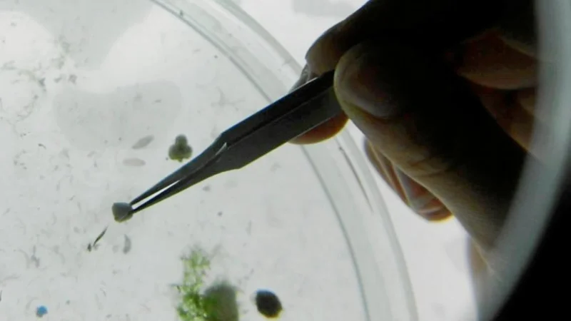 microscopio Merca2.es