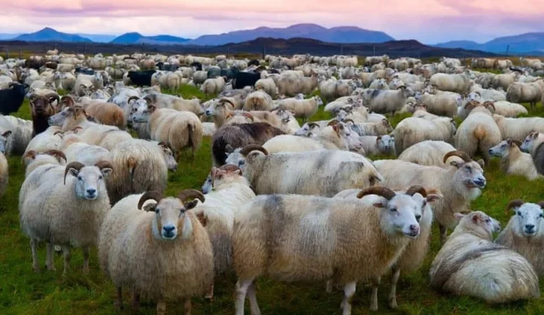 Javier Guerrero, pastor trashumante: "Nuestro negocio es una mierda porque hay políticas de mierda. Necesitamos políticas valientes que pongan en valor lo que nosotros hacemos" 1 Merca2.es La vida nómada de un pastor trashumante